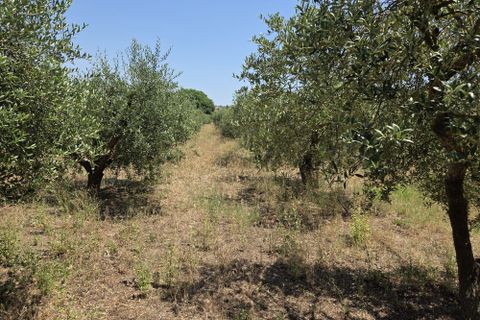 Landejendom i Mora La Nova, Tarragona, Mora La Nova - € 89.000 | Ref: L910M Riordan  - foto 41